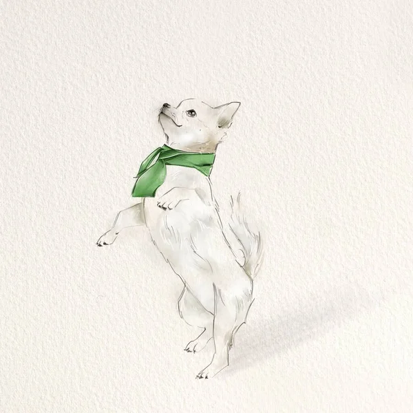 Cute White Chihuahua Green Scarf Background Paper Texture — Stock Photo, Image