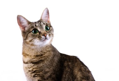 Yeşil gözlü tekir kedi