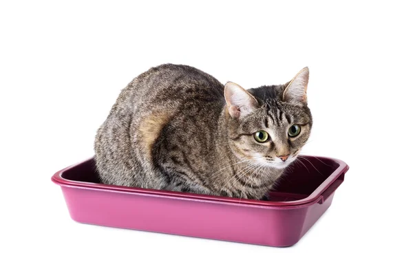 Striped cat sitting in cat toilet Stock Photo