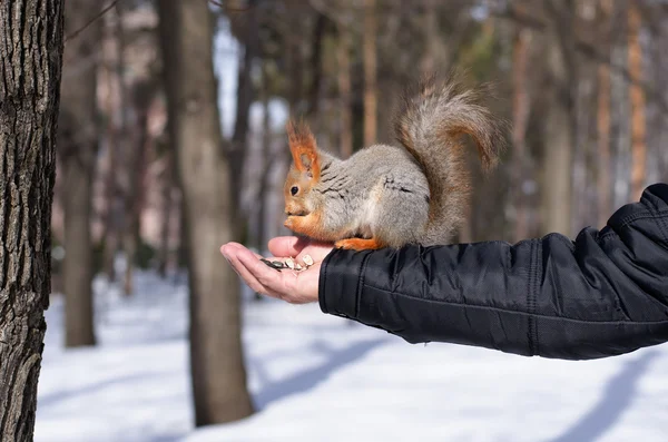 Squirrel eating nuts from man hand — Stock Photo, Image