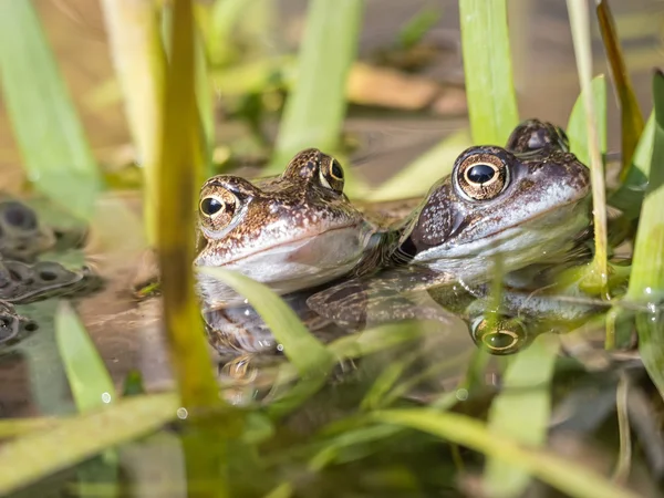 两只青蛙交配 — 图库照片