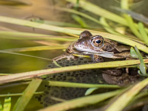 Żaba i jej odradzania — Zdjęcie stockowe