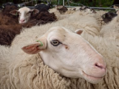 bir koyun kafa Close-Up