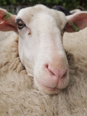 bir koyun kafa Close-Up