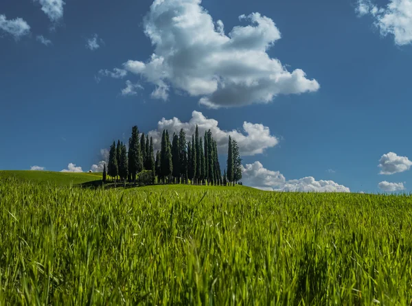 Group of cypress trees in Tuscan landscape in spring — Stock Photo, Image