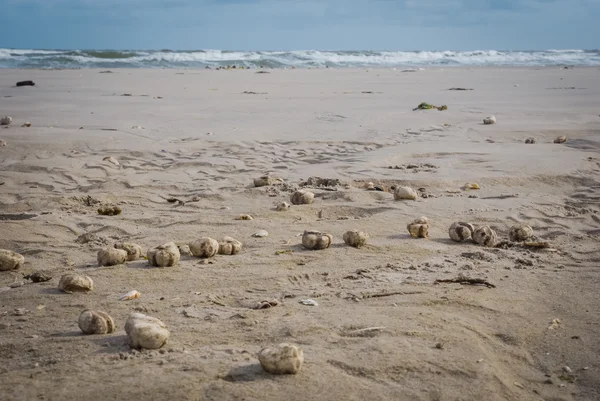 Ouriços-do-mar encalhados — Fotografia de Stock