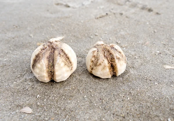 Ouriços-do-mar encalhados — Fotografia de Stock