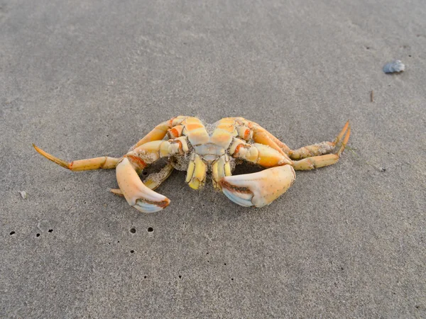 Caranguejo na praia do Mar do Norte — Fotografia de Stock