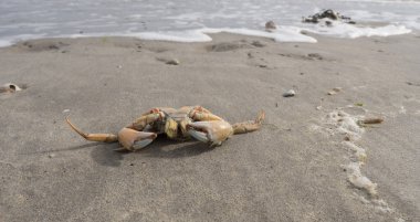 Kuzey Denizi sahilinde kıyıya yengeç