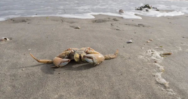 Caranguejo na praia do Mar do Norte — Fotografia de Stock