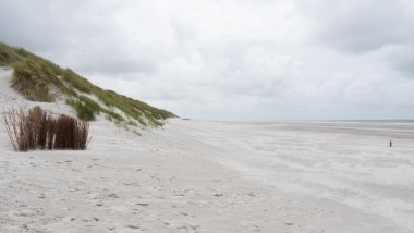 Ameland kumullar marram otlar