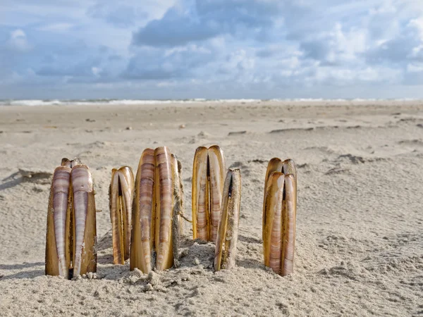 Composição de amêijoas de barbear na praia — Fotografia de Stock