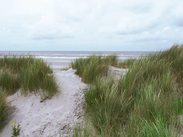 Ameland çimenli tepeleri