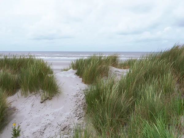 Травянистые дюны на Амеланде — стоковое фото