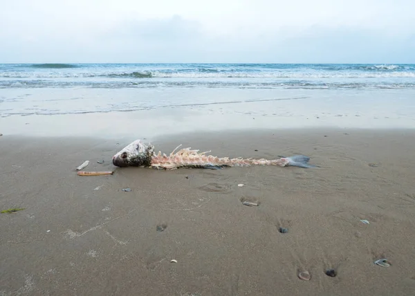 Reamins de peixes mortos encalhados em uma praia — Fotografia de Stock