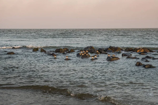 Grupo de aves em pedra giratória em rochas ao longo da costa — Fotografia de Stock