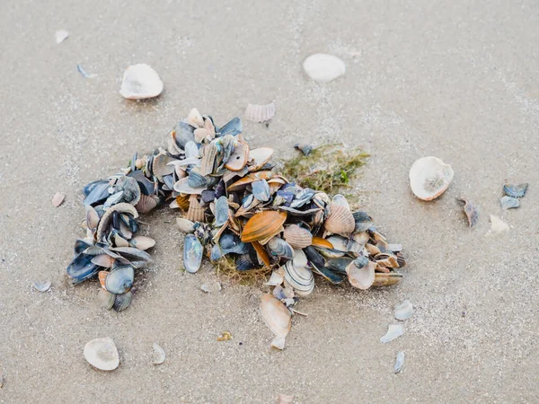 Pilha de conchas em uma praia ao longo do Mar do Norte — Fotografia de Stock