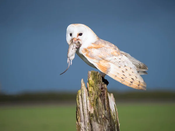 Nahaufnahme einer Schleiereule mit einer Maus — Stockfoto