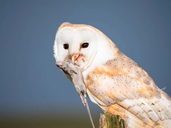 Nahaufnahme einer Schleiereule mit einer Maus — Stockfoto