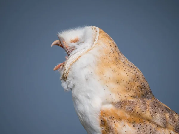 Nahaufnahme einer Schleiereule nach dem Verschlucken einer Maus — Stockfoto