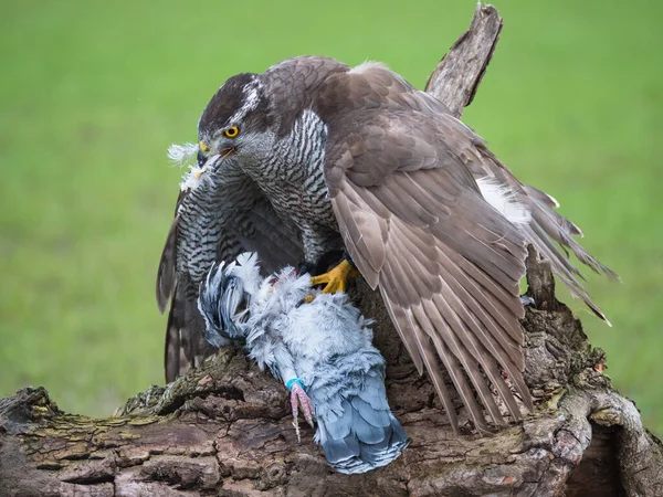 Hybrid falcon devours his dead pigeon prey — Stock Photo, Image