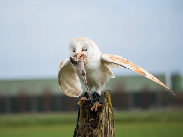 Close up of a barn owl with a mouse Stock Photo