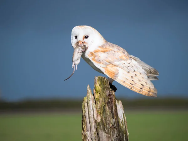 Close up of a barn owl with a mouse Stock Image