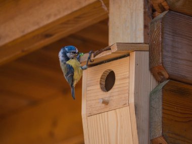 Great Tit sitting on a nest box