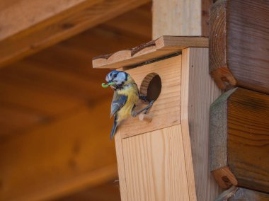 Great Tit sitting on a nest box