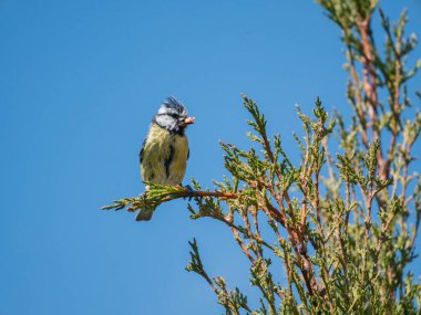 Great Tit sitting on a tree branch