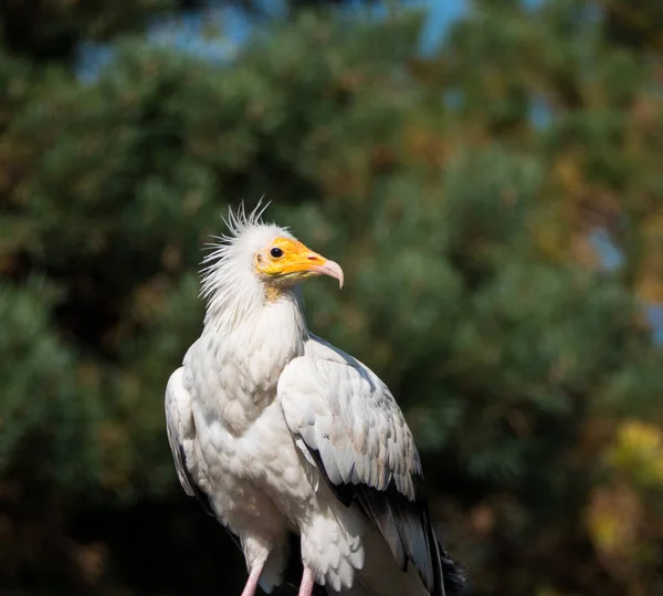 Portrait of a white Egyptian vulture bird — Stock Photo, Image