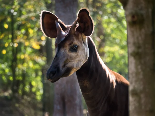 Primo piano di un okapi, una giraffa forestale o una giraffa zebra — Foto Stock