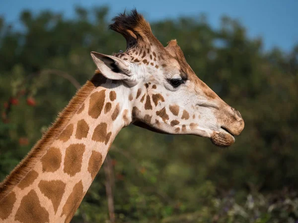 Närbild av en giraff från halsen upp — Stockfoto