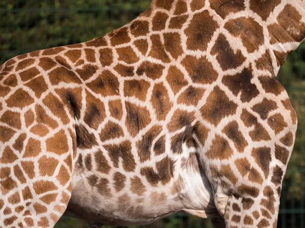 Stampa strutturata giraffa marrone e bianco — Foto Stock