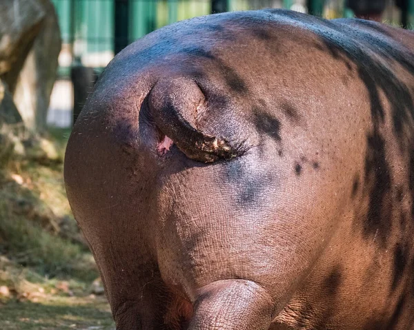 Primer plano de un hipopótamo detrás meneando su cola — Foto de Stock