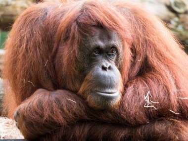 Yetişkin bir orangutana yakın çekim