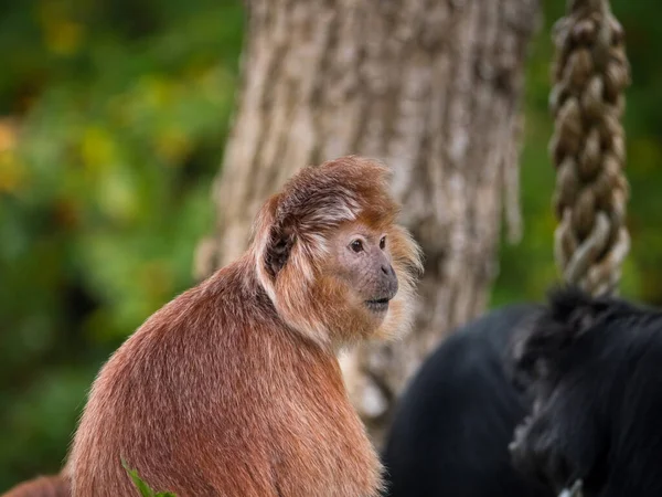 Dois Javan langur orientais, um macaco da subfamília Colobinae — Fotografia de Stock