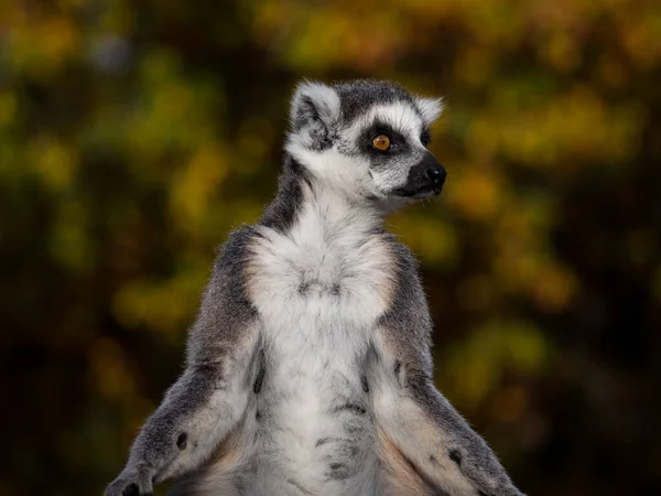 Ringsvansad lemur apa ser sig omkring — Stockfoto