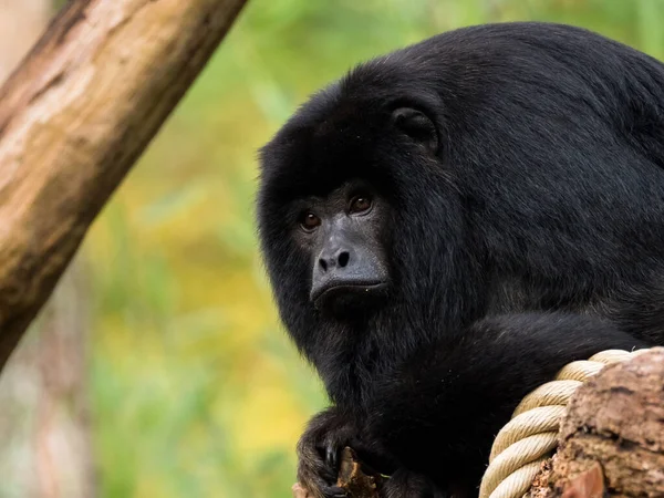 Mono aullador mirando a la distancia —  Fotos de Stock
