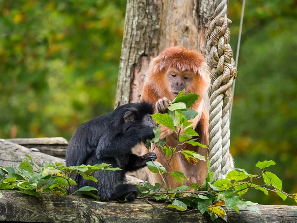 Dois Javan langur orientais, um macaco da subfamília Colobinae — Fotografia de Stock