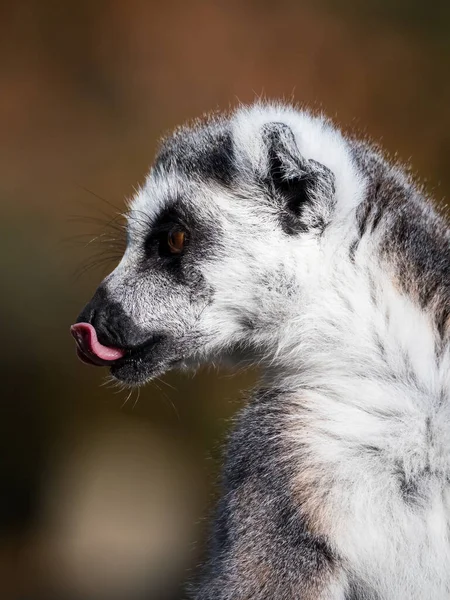 Macaco-lêmure-de-cauda-anelada olhando em volta — Fotografia de Stock