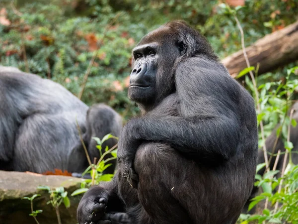 Gorilla di pianura occidentale fissa in lontananza — Foto Stock