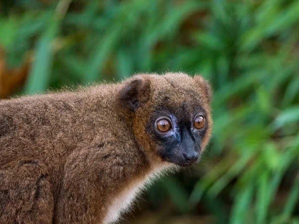 Röd ruffad lemur apa stirrar — Stockfoto