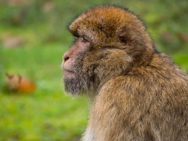 Närbild av en barbarisk makak — Stockfoto