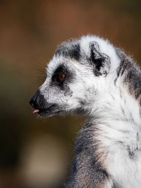 Mono lémur de cola anillada mirando a su alrededor — Foto de Stock