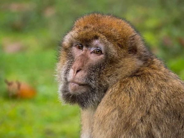 Primo piano di un macaco barbaro — Foto Stock