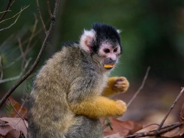 Negro gorda ardilla mono comer — Foto de Stock