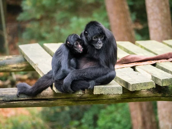 Colombianska svart spindel apa med baby — Stockfoto