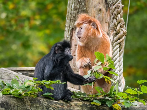 Dva východní Javan langur, opice z podčeledi Colobinae — Stock fotografie