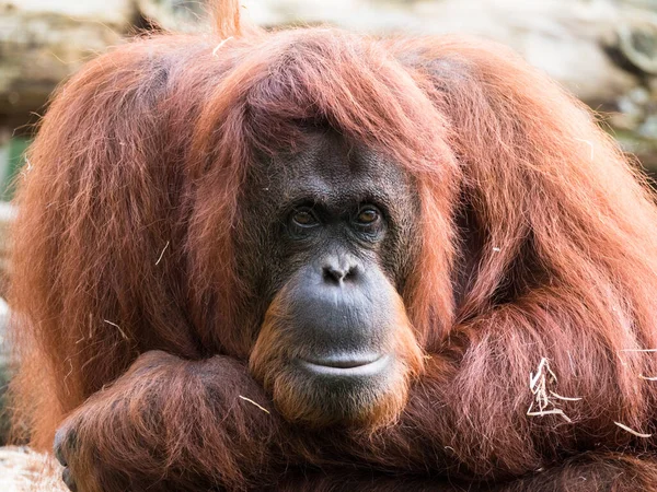 Zbliżenie dorosłego orangutana — Zdjęcie stockowe